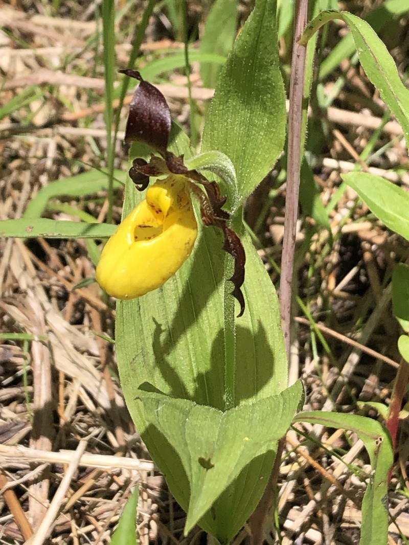 Cypripedium parviflorum var. makasin photo 5