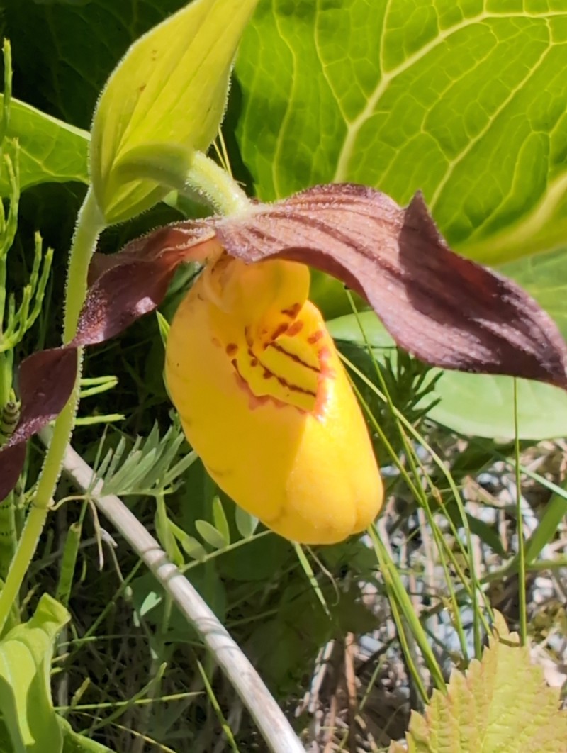 Cypripedium parviflorum var. makasin photo 6