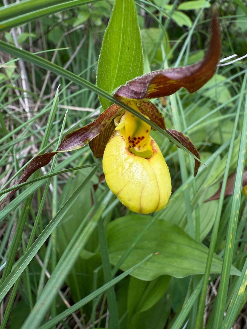 Cypripedium parviflorum var. makasin photo 7