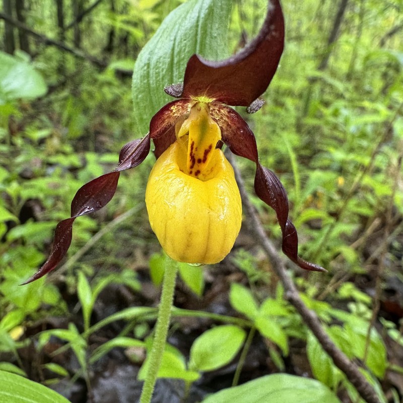 Cypripedium parviflorum var. makasin photo 8