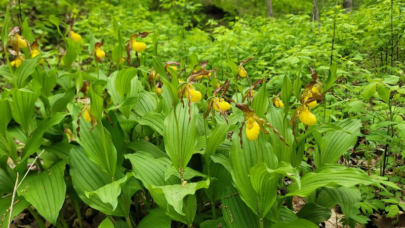 Cypripedium parviflorum var. parviflorum