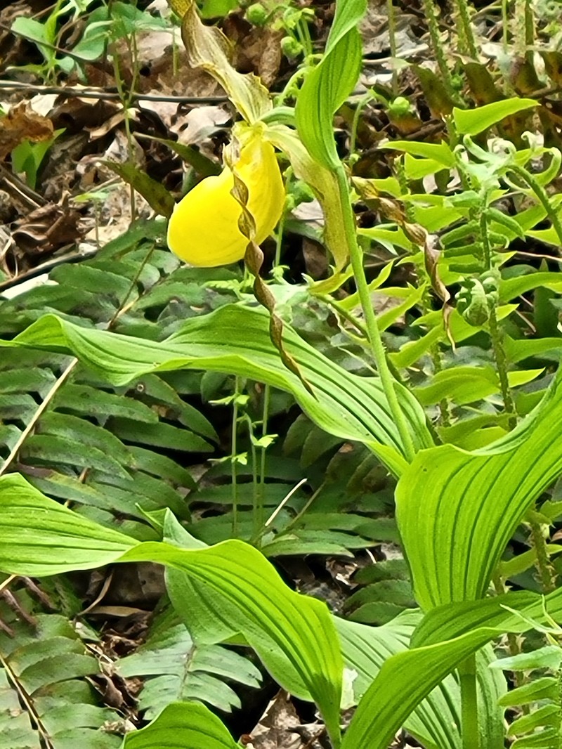 Cypripedium parviflorum var. parviflorum photo 2