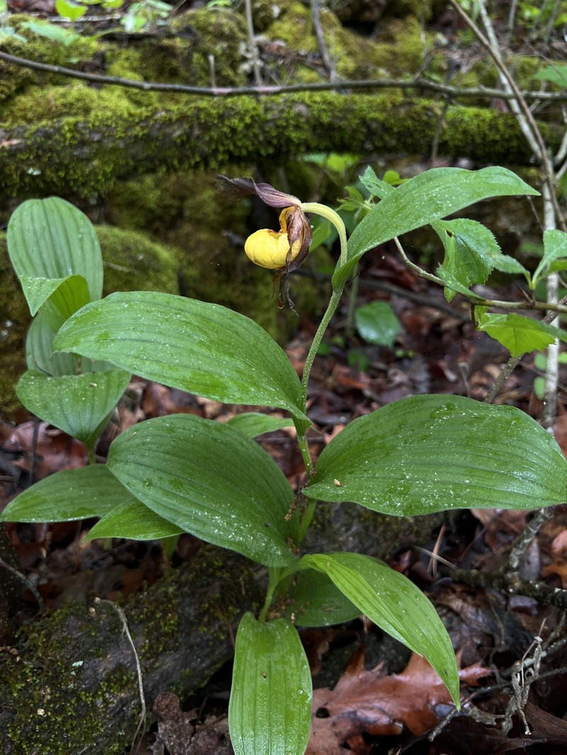 Cypripedium parviflorum var. parviflorum photo 3