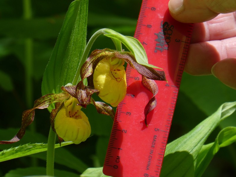 Cypripedium parviflorum var. parviflorum photo 4