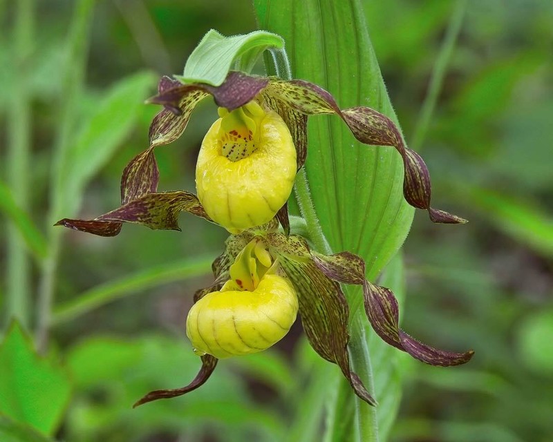 Cypripedium parviflorum var. parviflorum photo 5