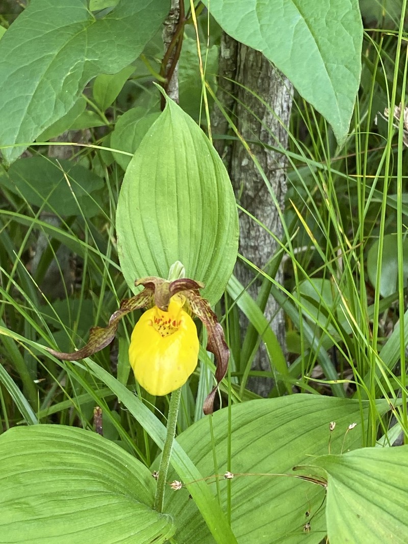 Cypripedium parviflorum var. parviflorum photo 6
