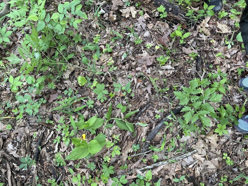 Cypripedium parviflorum var. parviflorum photo 7