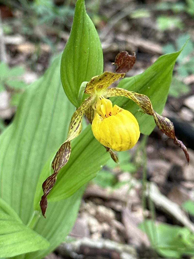 Cypripedium parviflorum var. parviflorum photo 8