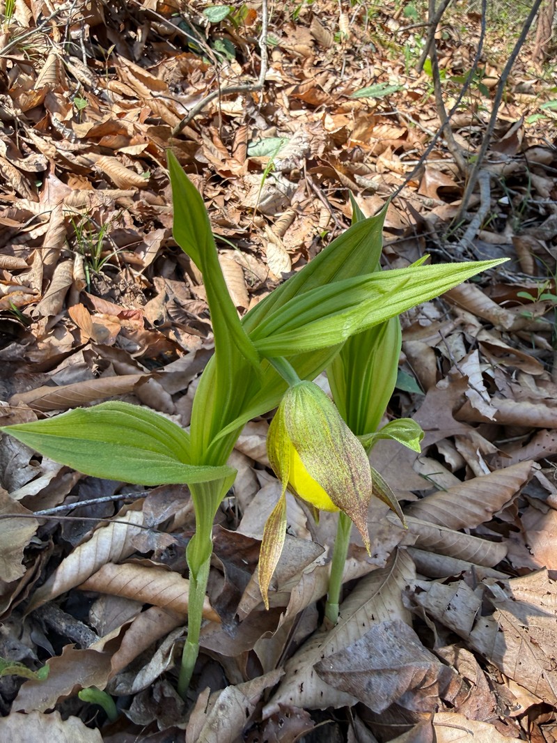 Cypripedium parviflorum var. pubescens