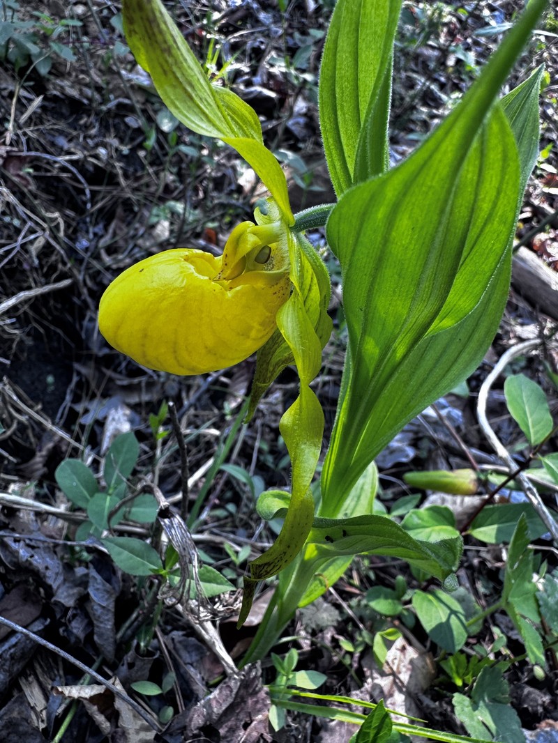 Cypripedium parviflorum var. pubescens photo 2