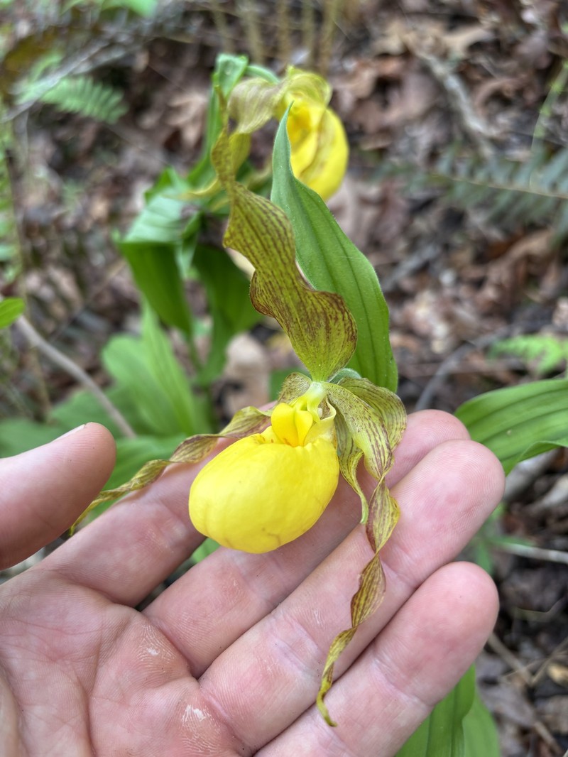 Cypripedium parviflorum var. pubescens photo 3