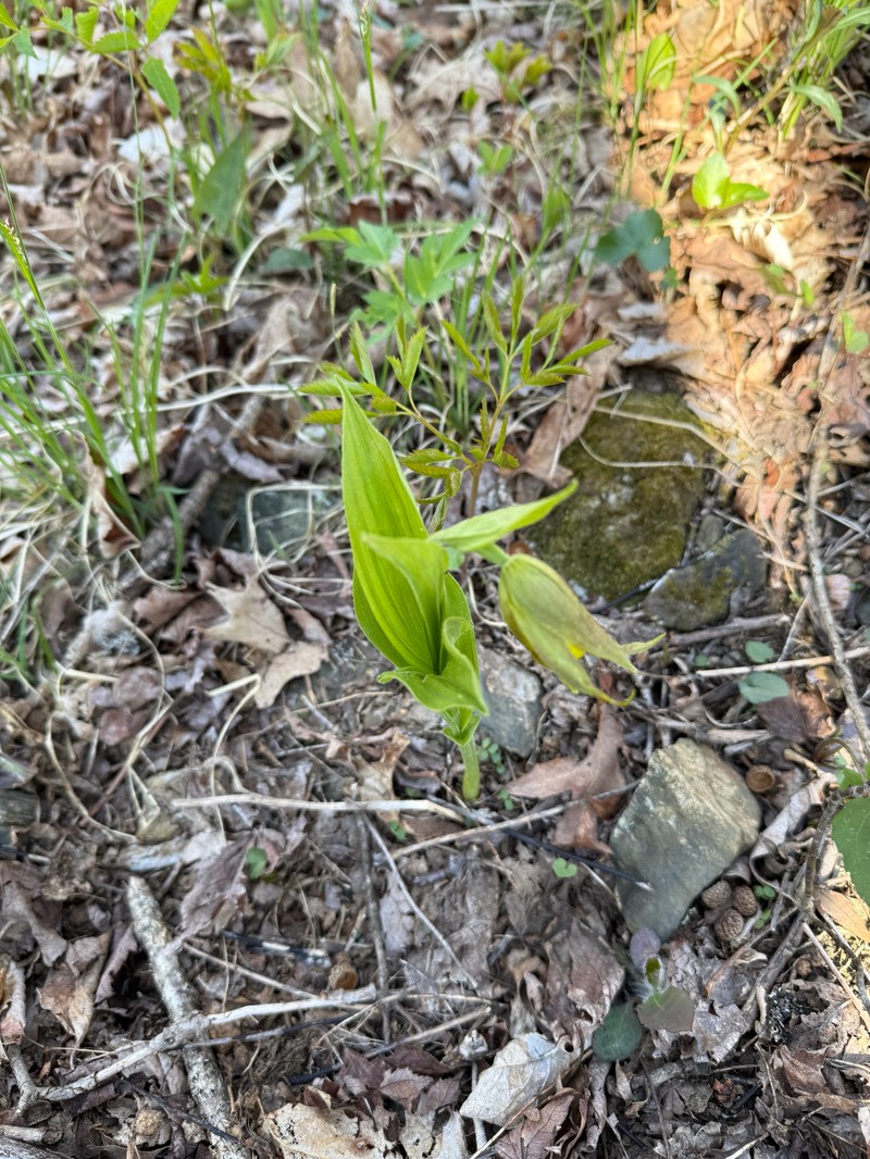 Cypripedium parviflorum var. pubescens photo 4