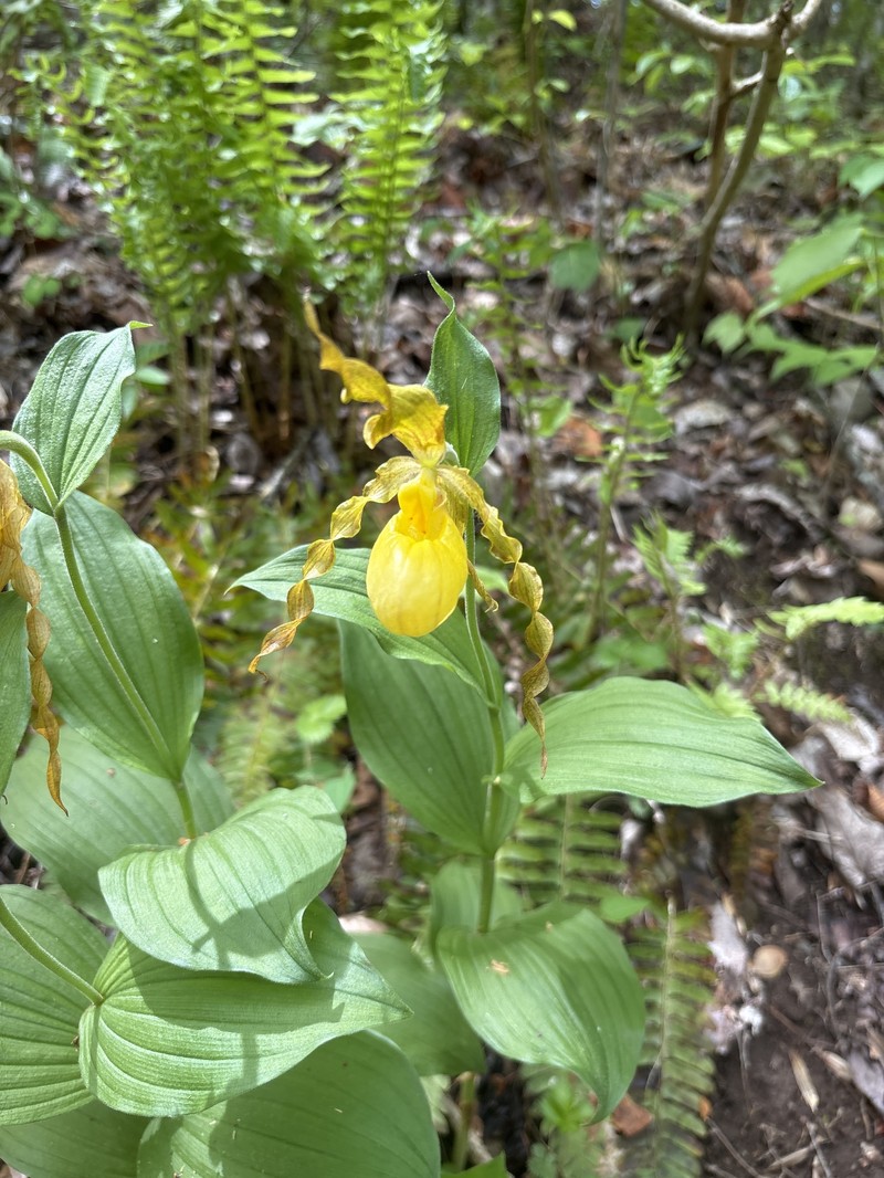 Cypripedium parviflorum var. pubescens photo 5