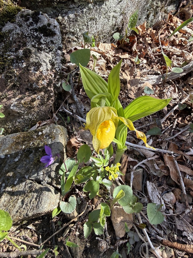 Cypripedium parviflorum var. pubescens photo 6