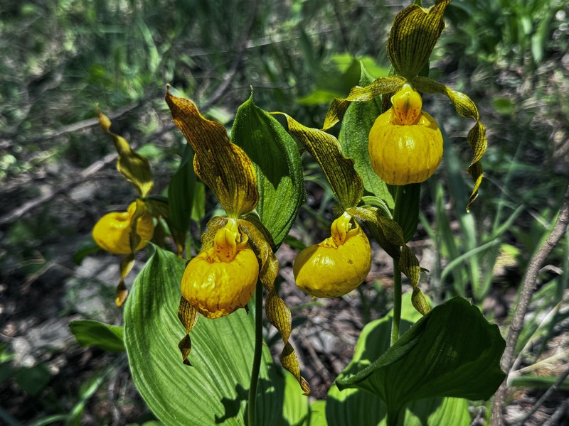 Cypripedium parviflorum var. pubescens photo 7