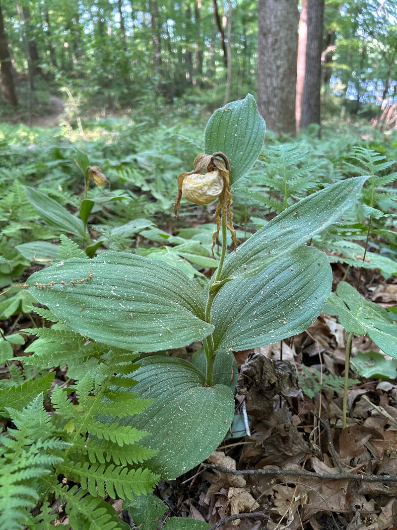 Cypripedium parviflorum var. pubescens photo 8