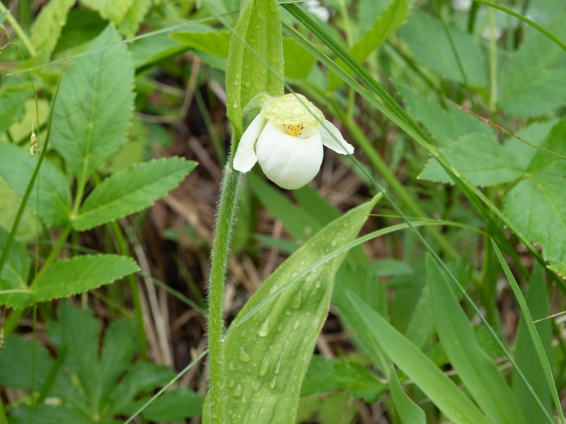 Sparrowegg Lady's Slipper