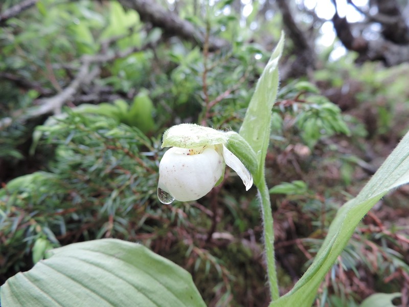 Sparrowegg Lady's Slipper photo 2