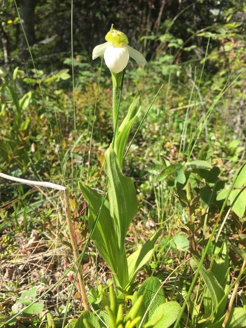 Sparrowegg Lady's Slipper photo 3