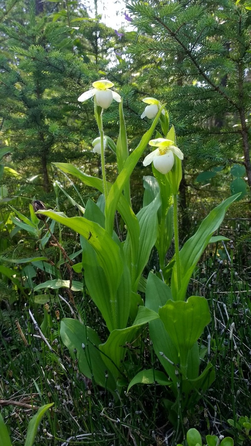 Sparrowegg Lady's Slipper photo 4