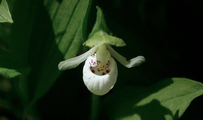 Sparrowegg Lady's Slipper photo 5