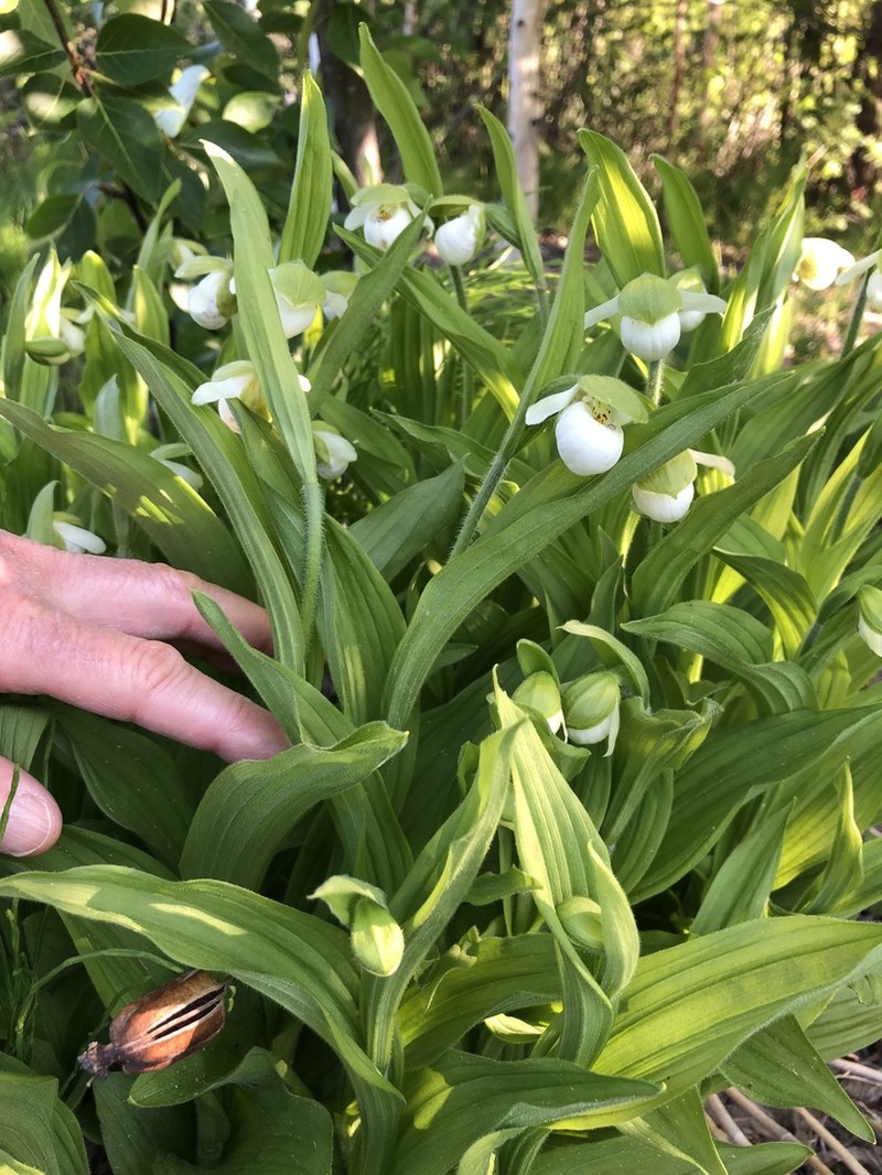 Sparrowegg Lady's Slipper photo 6