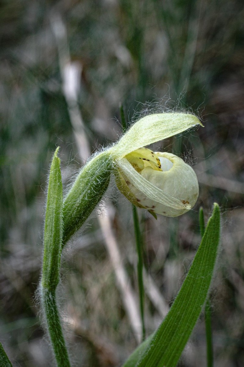Sparrowegg Lady's Slipper photo 7