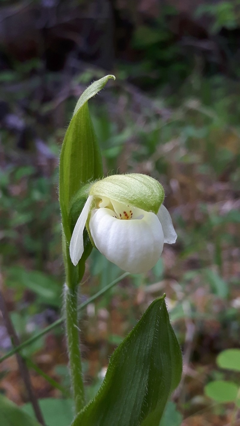 Sparrowegg Lady's Slipper photo 8