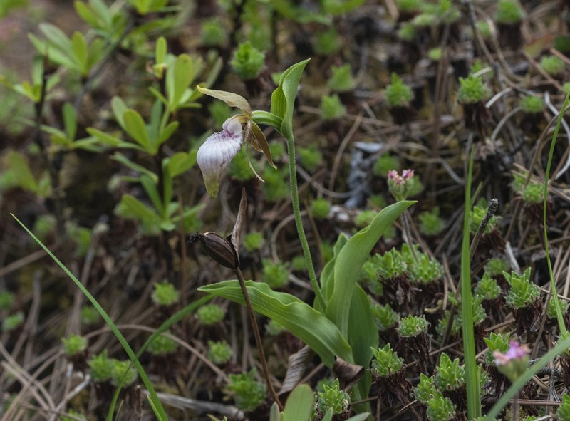 Cypripedium plectrochilum