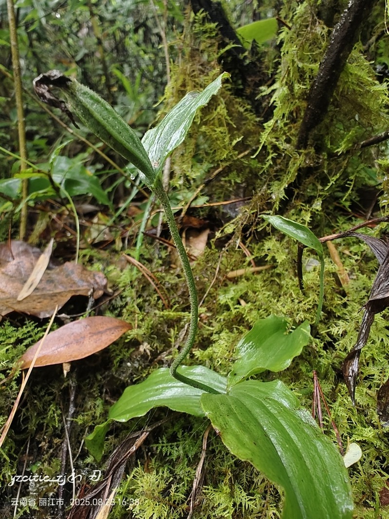 Cypripedium plectrochilum photo 2