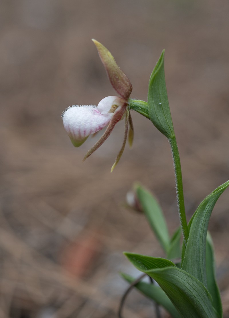 Cypripedium plectrochilum photo 3