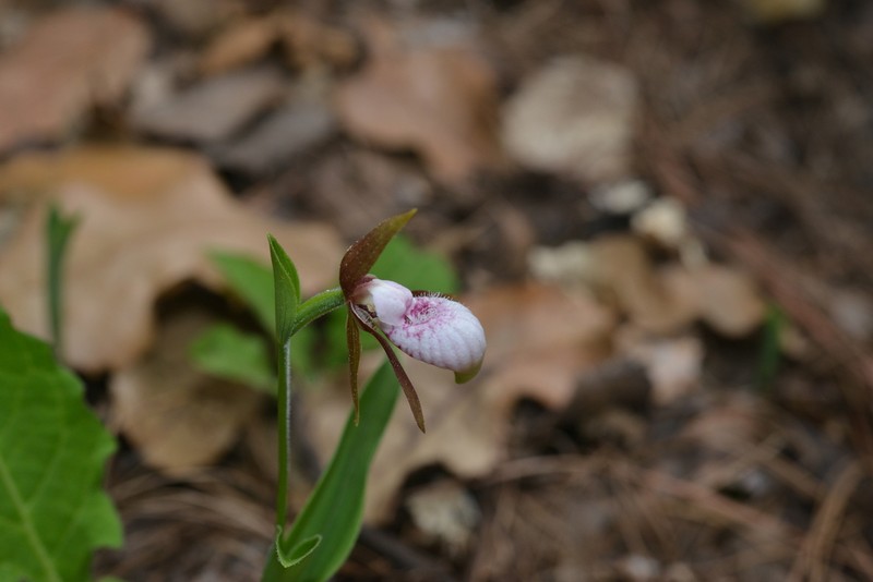 Cypripedium plectrochilum photo 4