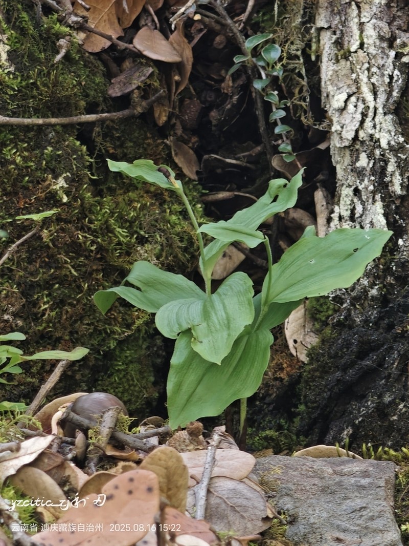 Cypripedium plectrochilum photo 5