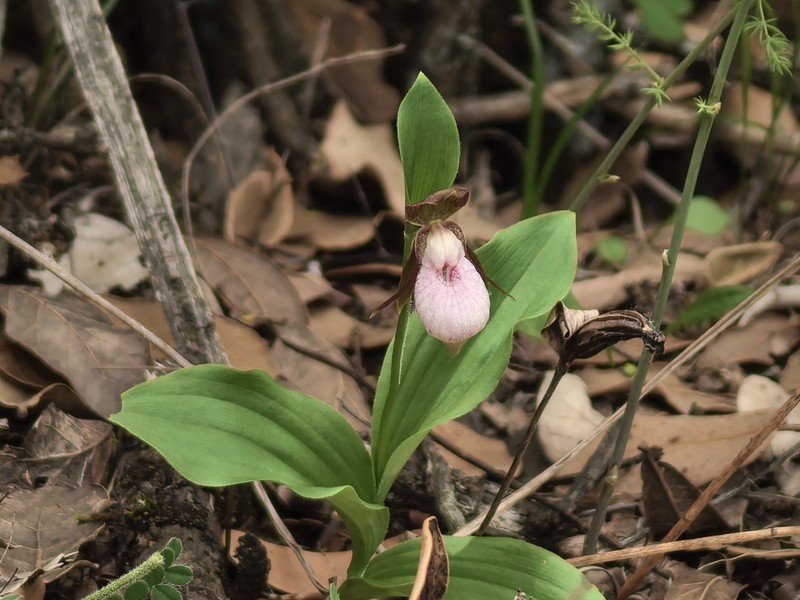 Cypripedium plectrochilum photo 6