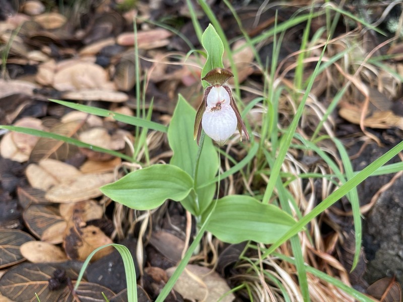 Cypripedium plectrochilum photo 7