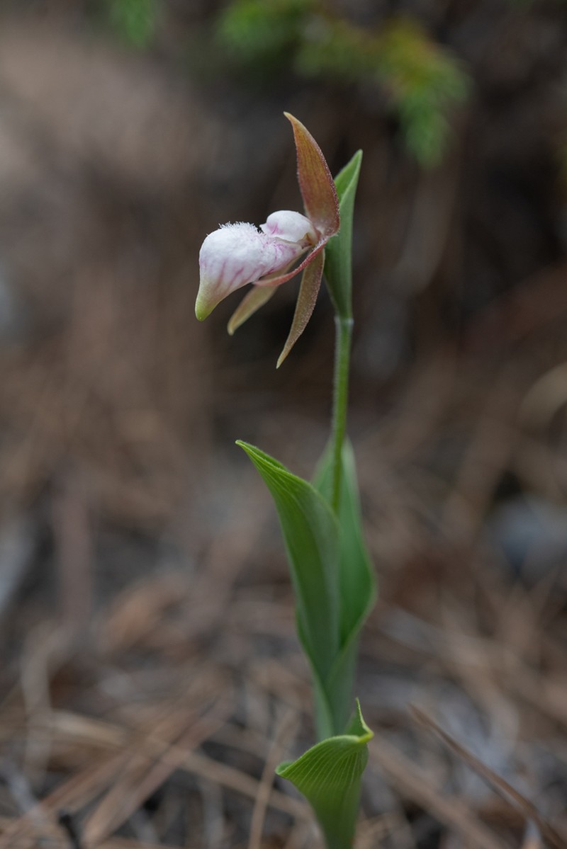 Cypripedium plectrochilum photo 8