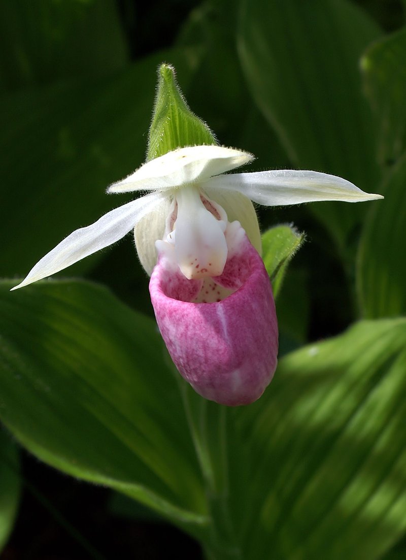 Showy Lady's Slipper