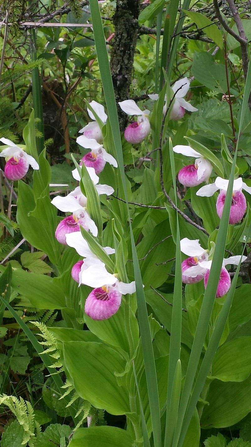 Showy Lady's Slipper