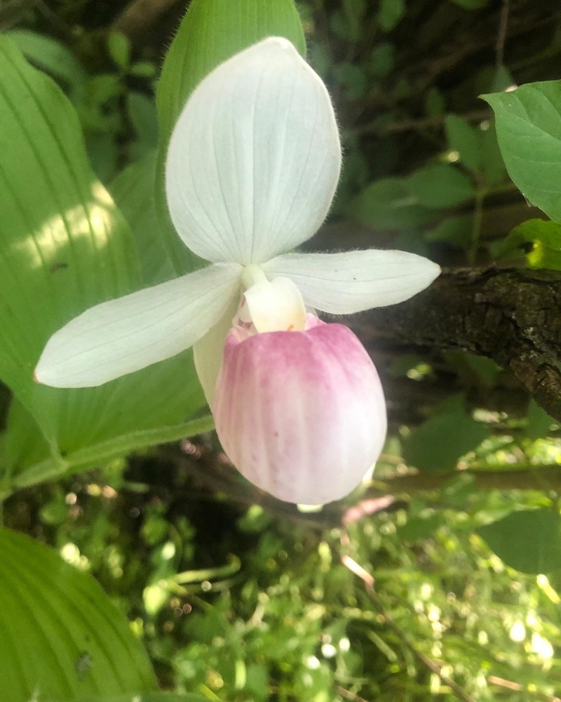 Showy Lady's Slipper photo 2