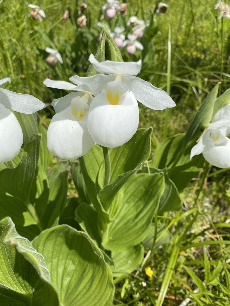 Showy Lady's Slipper photo 3