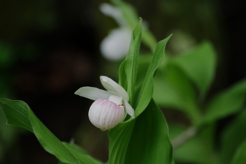 Showy Lady's Slipper photo 4