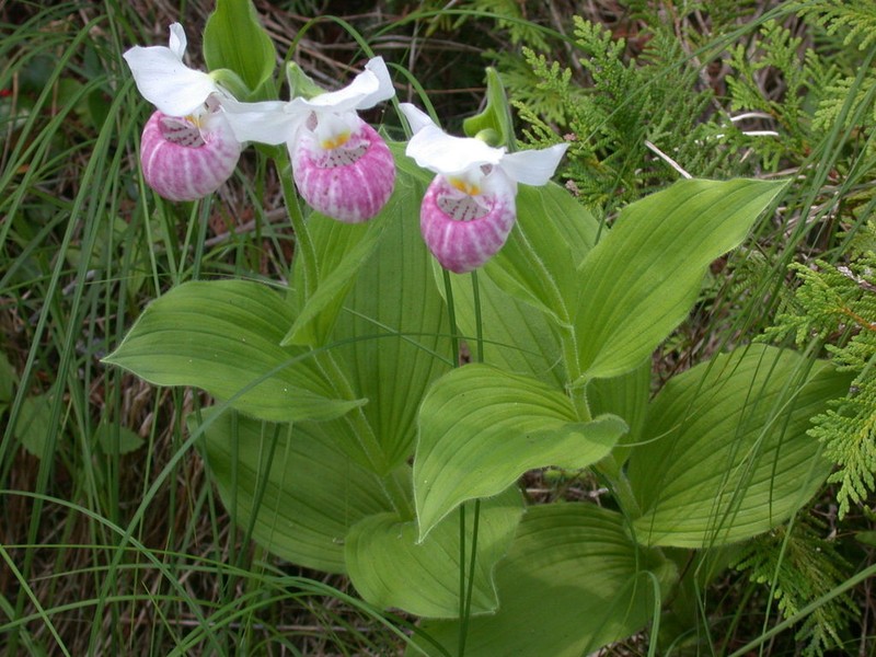 Showy Lady's Slipper photo 5