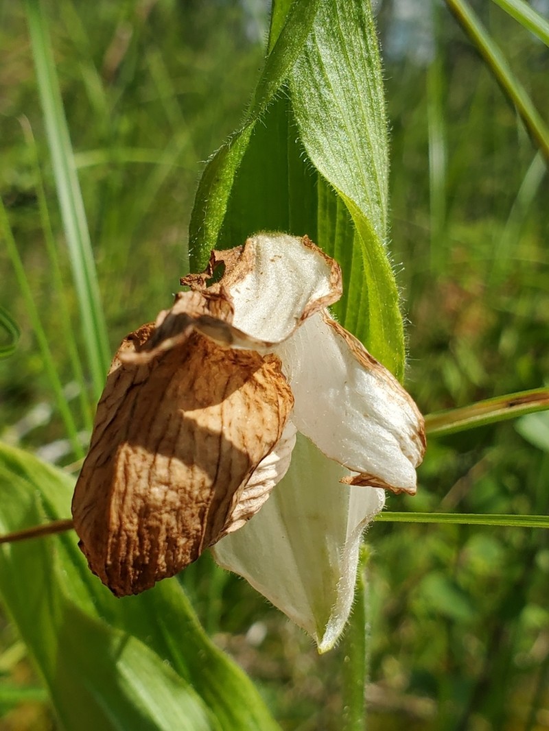 Showy Lady's Slipper photo 6