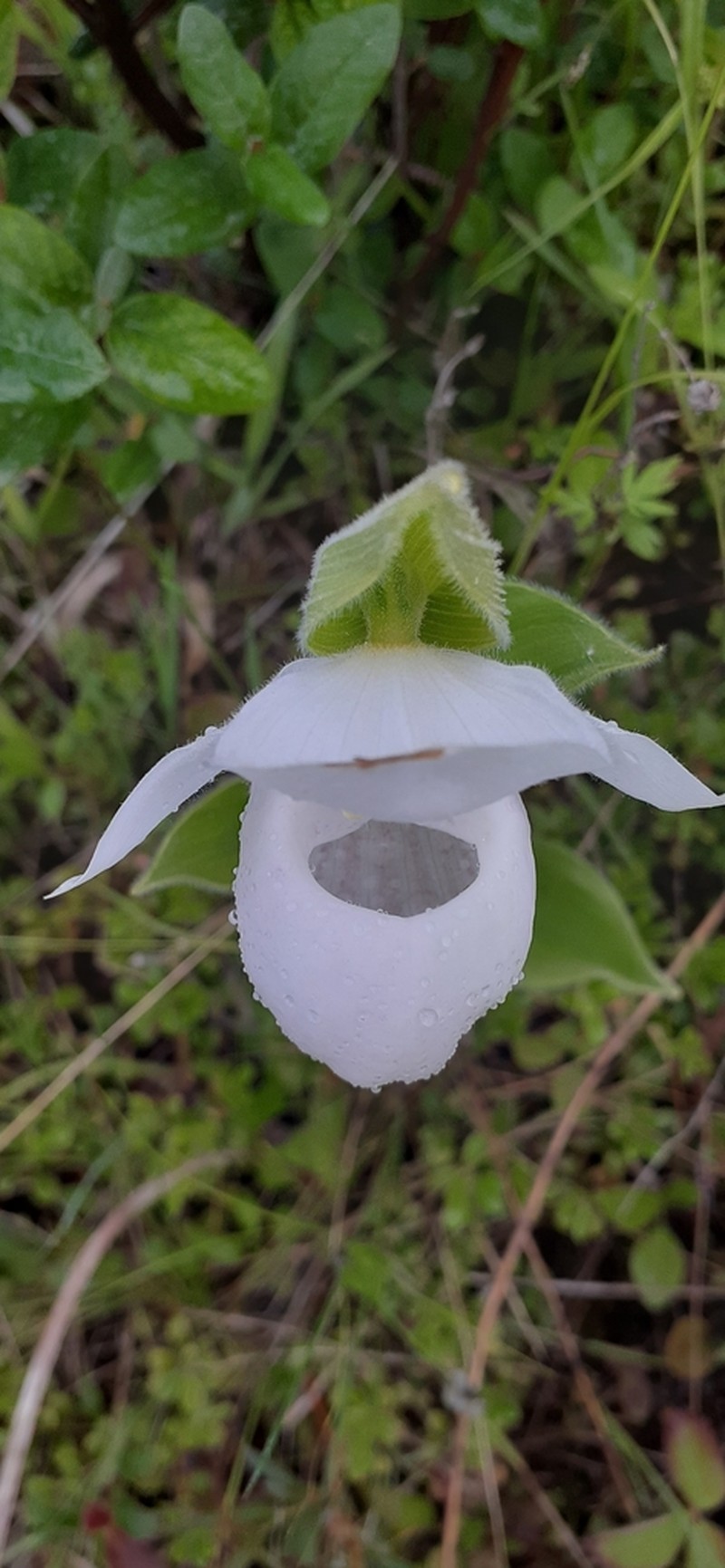 Showy Lady's Slipper photo 7