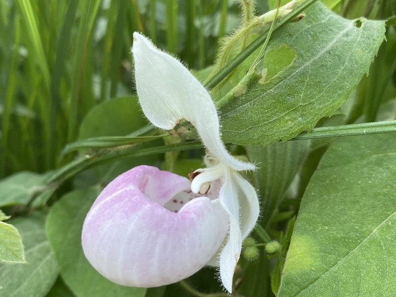 Showy Lady's Slipper photo 8