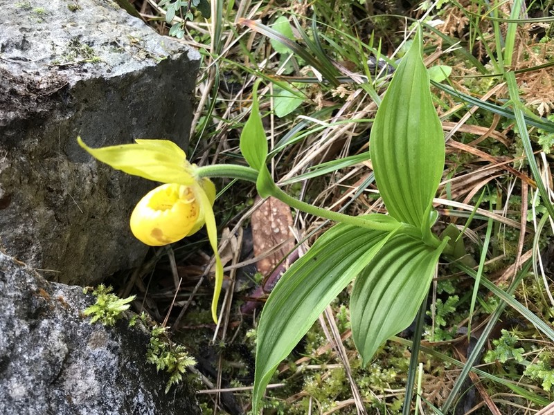 Cypripedium segawae