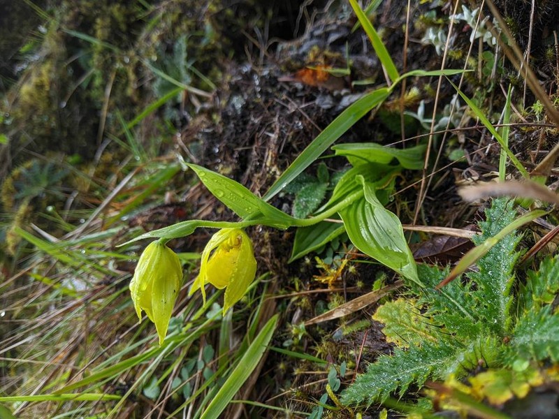 Cypripedium segawae photo 2