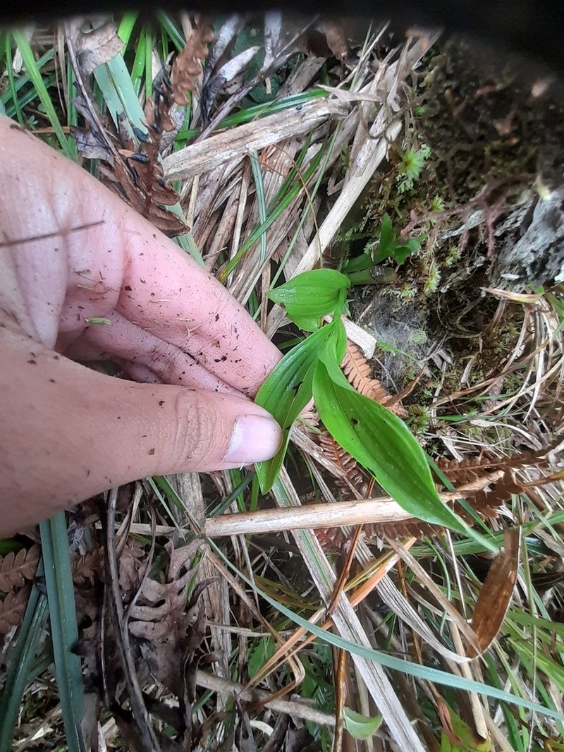 Cypripedium segawae photo 3