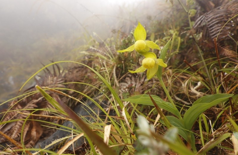 Cypripedium segawae photo 4
