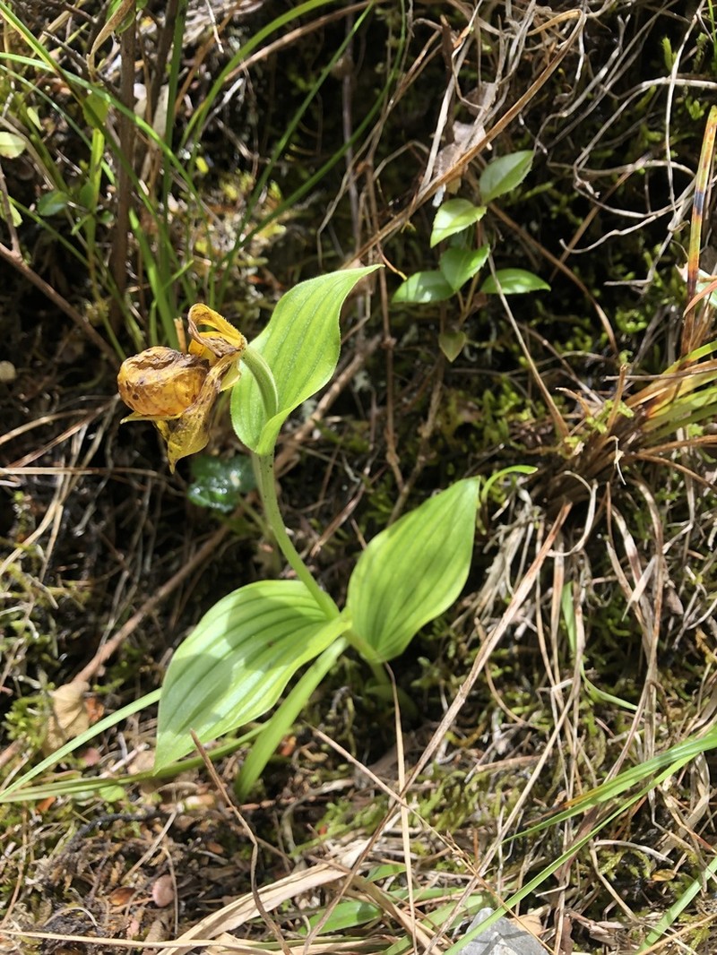 Cypripedium segawae photo 6